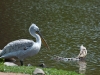 20090502 SanDiegoWildlifePark35.jpg